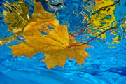‘Autumn mood’, Oleksandr Teliakov, 10 years old, (teacher T.D. Azarenko), Kharkiv