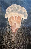 'Jellyfish', Butskoy Sergey, 13 years, Zugres