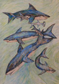 ‘Migration of white sharks’, Polina Pakshina, 13 years, (teacher A.B. Isakova), Vorkuta (Komi Republic)