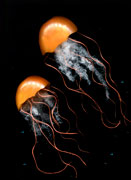 ‘A couple of orange jellyfish’, Pavel Rakov, 11 years, (teacher Yu.P. Rakova), Oryol