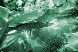 ‘Predator of the underwater jungle’, Mikhail Ilyin, 12 years, (teacher T.D.Azarenko), Kharkov