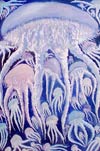 'Jellyfish tracery', Lotishko Inna, 13 years