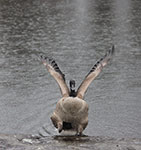‘The birth of Aphrodite’, Oleksandr Gorbach, 10 years old, (teacher T.D. Azarenko), Kharkiv ‘The birth of Aphrodite’, Oleksandr Gorbach, 10 years old, (teacher T.D. Azarenko), Kharkiv